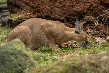 Caracal cub eating a rat outdoors – kept in a zoo. © lapis2380