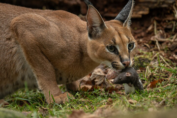 Caracal cub eating a rat outdoors – kept in a zoo. © lapis2380