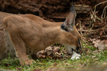 Caracal cub eating a rat outdoors – kept in a zoo. © lapis2380