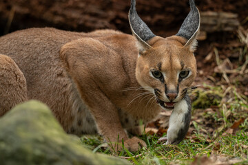 Caracal cub eating a rat outdoors – kept in a zoo. © lapis2380