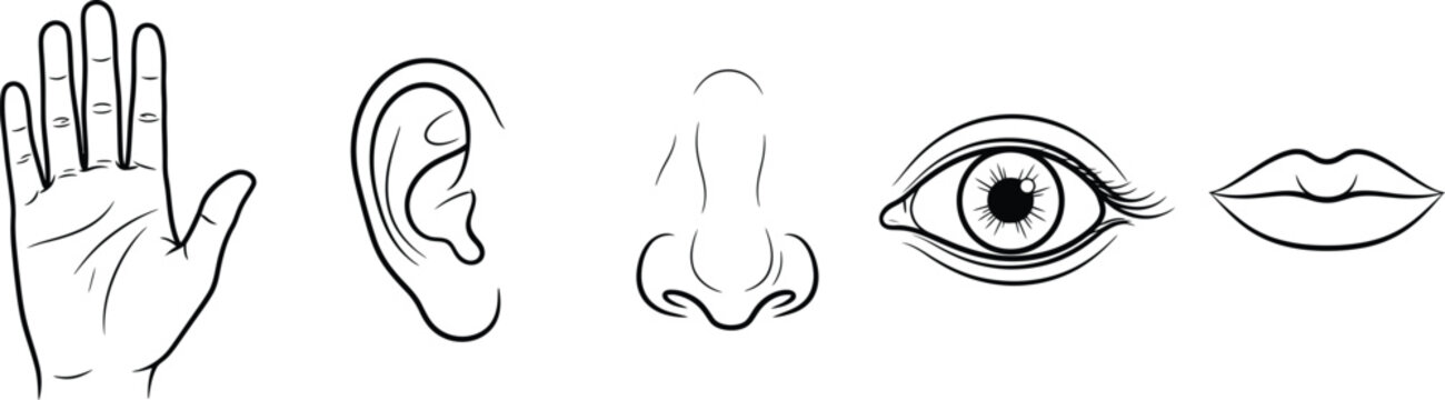 Five senses icons, human sensory organs, touch ear nose eye lips, black white outline illustration, perception symbols, minimal vector abstract design
