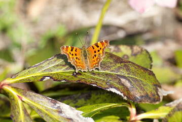 Fototapeta premium Comma butterfly (Polygonia c-album) sitting on a green leaf in Zurich, Switzerland