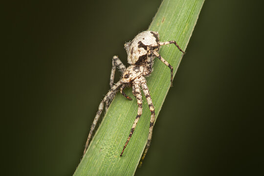 macro shot of a small spider Philodromus margaritatus camouflaged on a green grass blade with a dark moody background and soft natural lighting