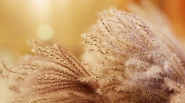 Macro view of delicate wild meadow grass spikes gently swaying in warm golden sunlight. Soft wind moves thin seed heads creating calm natural motion and dreamy bokeh in peaceful summer field landscape