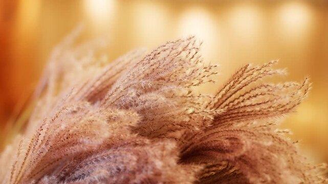Macro close up of wild field grass seeds gently swaying in soft wind. Warm sunlight creates glowing bokeh while thin stems move naturally in peaceful meadow environment