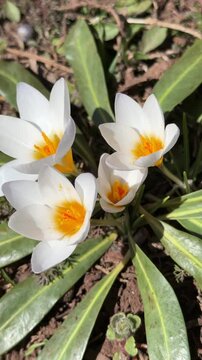 White crocuses awaken in nature with the arrival of spring.