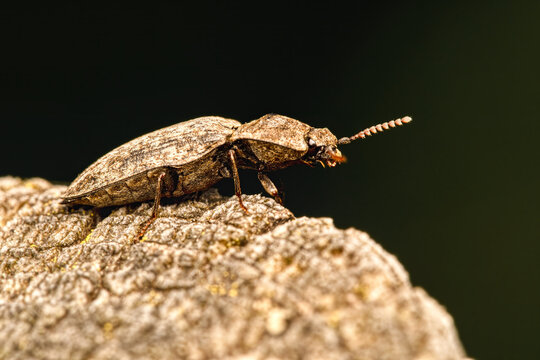 detailed macro portrait of a mouse-grey click beetle agrypnus murinus on a textured surface with dark bokeh background