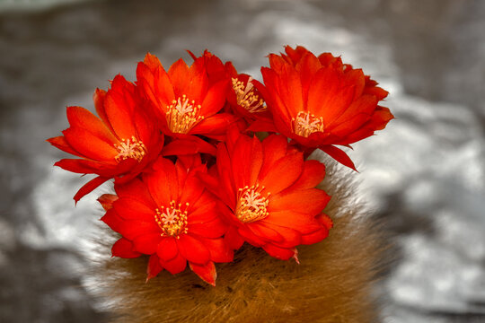 blooming red brasilicactus flowers in a group, macro of vibrant cactus blossoms with golden spines, exotic succulent flowering on neutral blurred background for floral design