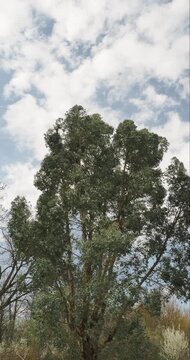 (Eucaluptus gunni) Cider gum - Tasmanian cider tree - Gunn's eucalyptus - Round-leaved eucalyptus. Tree with decorative bark, twigs adorned with fragrant juvenile rounded and lanceolate leaves 
