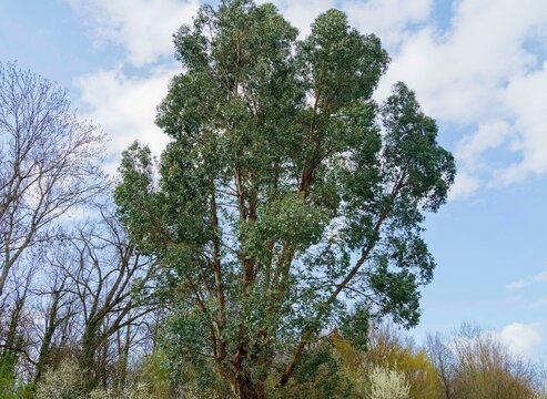 Eucalyptus gunnii - Cider gum tree. Tall trunk with smooth flaking pinkish-brown bark, spreading branches and arching twigs clothed with lance-shaped blue green to rounded silver-blue foliage