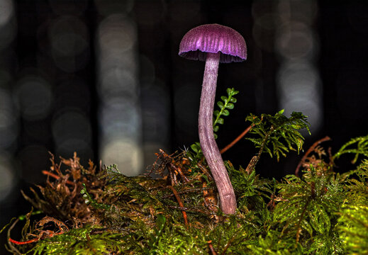 amethyst deceiver mushroom laccaria amethystina growing in green moss with black background macro