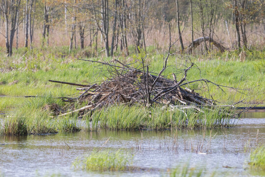 Beaver lodge in wetland on a sunny day in early spring