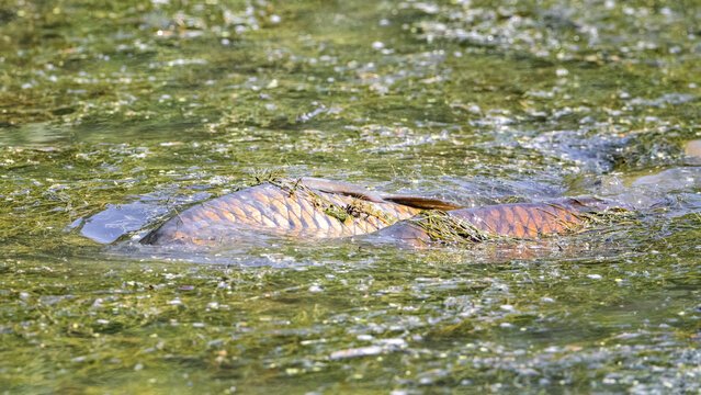 Two Carp fish swimming near surface of river crowded with underwater vegetation
