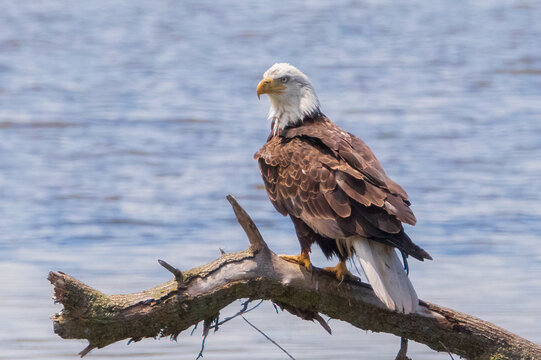 Close-up portrait of Bald Eagle perched on weathered fallen tree near water