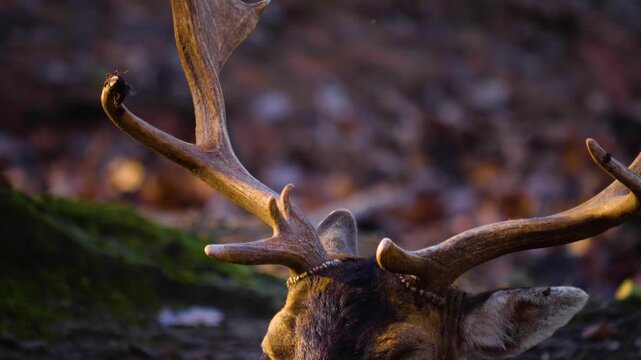 Close up of dam deer buck head and antlers resting in the forest on the ground on a sunny autumn day

