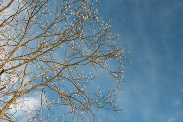 Obraz premium pussy willow branch with soft catkins against a bright blue spring sky with wispy clouds and natural sunlight.