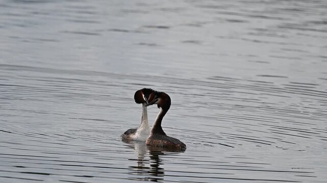 Courting of a Great Grebe, Podiceps cristatus, in spring