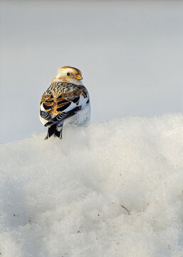 A male snow bunting (Plectrophenax nivalis) stands alert on fresh snow, showcasing its striking black-and-white winter plumage with buffy crown and wing patches.