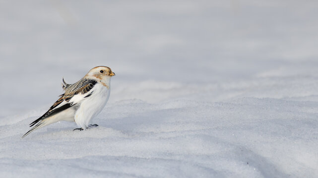A male snow bunting (Plectrophenax nivalis) stands alert on fresh snow, showcasing its striking black-and-white winter plumage with buffy crown and wing patches.