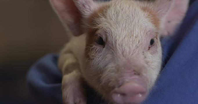 Cute piglet portrait pig farm animal face eyes close up