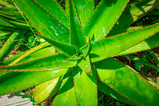 planta babosa