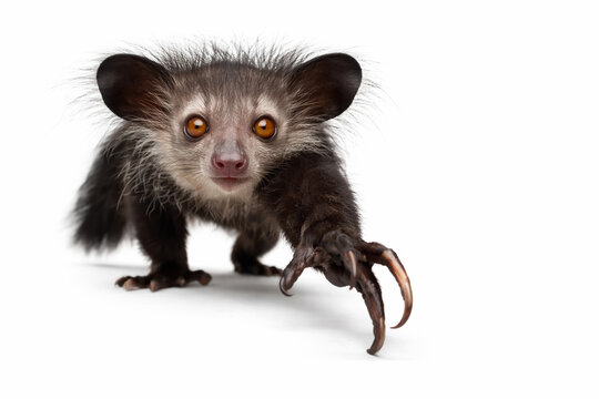 Aye aye lemur reaching forward on white background showing unusual primate with long fingers and large eyes