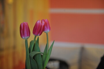 Naklejka premium Tulipany na każdą okazję są dobre tulipany przy drodze 