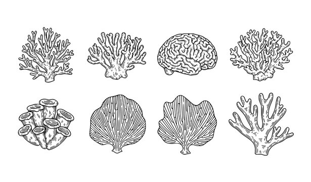 Coral reef line icon set with branching brain sea fan and staghorn coral marine engraving vector illustration