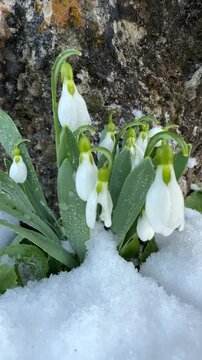 Snowdrop Flowers with Water Drops in Fresh Snow