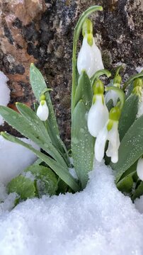 Early Spring White Flowers in Snow