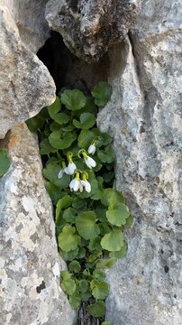 Natural Snowdrop Flowers Blooming in Cold Weather
