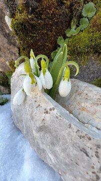 Delicate White Snowdrop Flowers in Winter Snow
