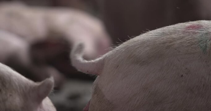 Pig farm animal curly tail wagging happy