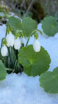 Beautiful Snowdrops in Snow &ndash; Symbol of Hope and Renewal