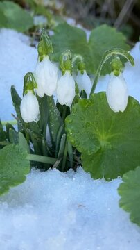 Early Spring Snowdrop Flowers Breaking Through Snow