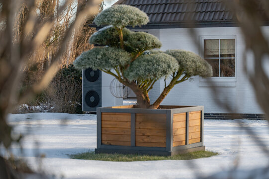 Decorative garden topiary tree in winter garden with air source heat pump at residential home. Topiary tree in wooden planter in snow covered residential garden during winter with air source heating.