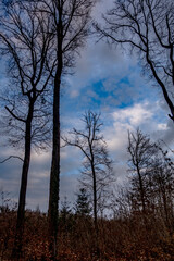 Mischwald im Fr&uuml;hjahr