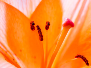 Horizontal selective focus closeup of backlit orange lily with focus on pistils