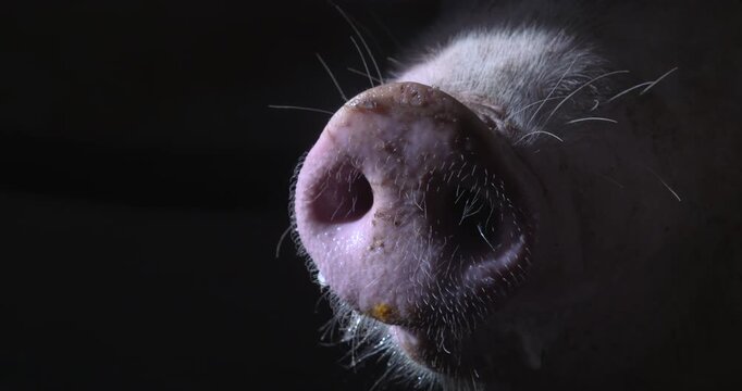 Pig farm animal snout nostrils chewing mouth whiskers close up