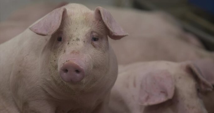 Happy Pig with floppy ears on the farm face close up