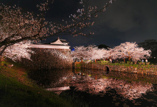 View of Maizuru Park with cherry blossoms lighted colorfully at night in spring in Fukuoka, Japan.