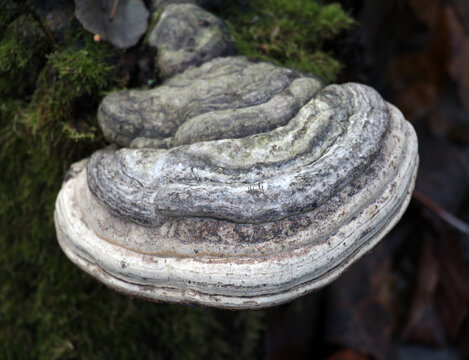 Real tinder fungus (Fomes fomentarius) grows in nature
