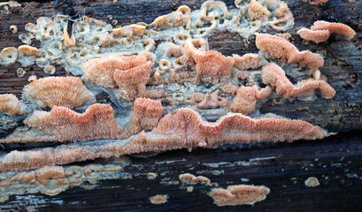 The wood-destroying fungus Phlebia radiata grows in nature
