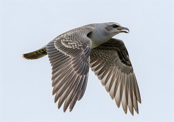 Obraz premium Brown bird flying in the sky with open wings