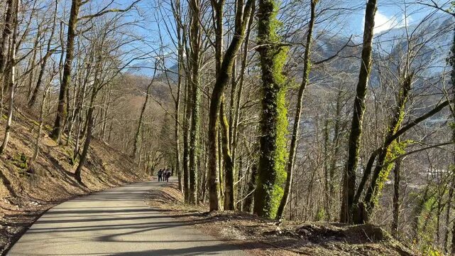 Forest road on old hiking trail with moss covered trees and mountain landscape near Krasnaya Polyana under clear daylight. Outdoor recreation, hiking tourism, nature travel and mountain adventure