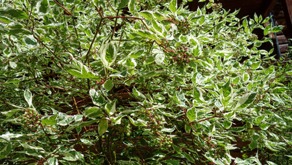 Obraz premium Lush foliage with vibrant green variegated leaves