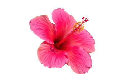Vibrant pink hibiscus flower isolated PNG, tropical blossom with detailed stamen and petals for summer designs and botanical projects © Maria
