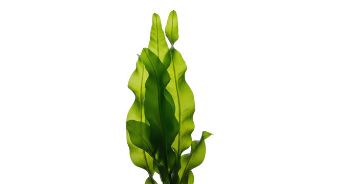 Bright green Java fern isolated PNG, aquatic plant for aquarium decoration on transparent background, freshwater aquarium plant