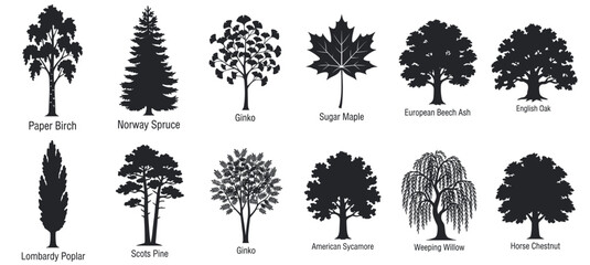 tree silhouette vector collection with oak, maple, birch, pine, spruce and willow forest species isolated on transparent background © Ярослав Дацко