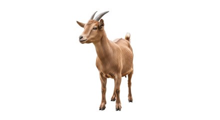 Obraz premium Brown goat standing isolated PNG on transparent background, domestic animal with horns for farm and livestock concepts